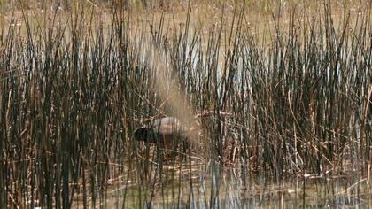Erguvani balıkçıl