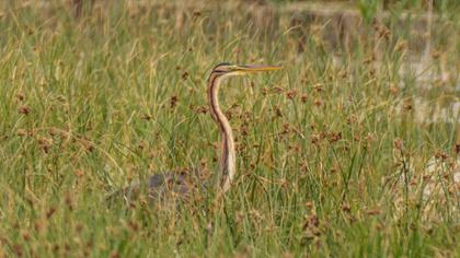 Erguvani balıkçıl