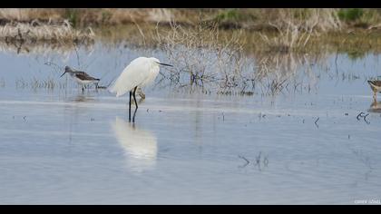 Küçük ak balıkçıl