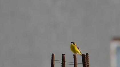 Karabaşlı kirazkuşu