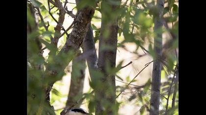 Büyük kaya sıvacısı