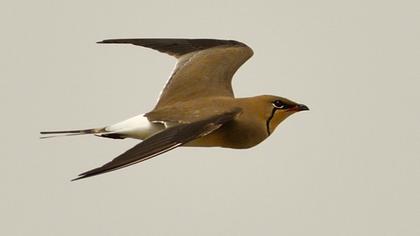 Bataklıkkırlangıcı
