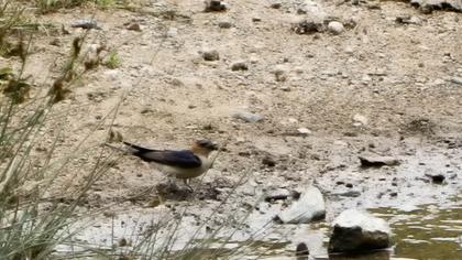 Kızıl kırlangıç