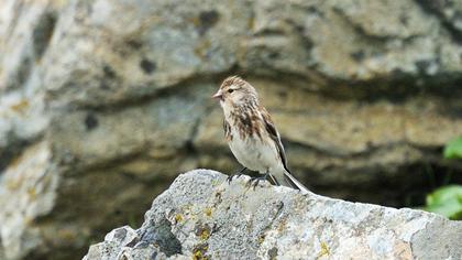 Sarıgagalı ketenkuşu