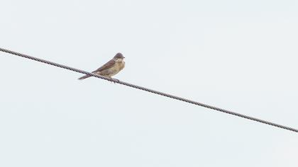 Akgerdanlı ötleğen