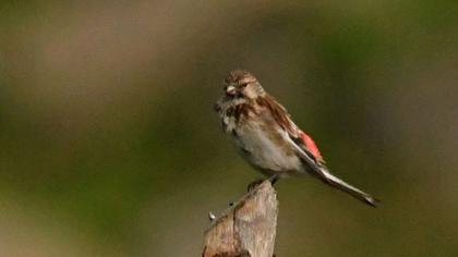 Sarıgagalı ketenkuşu