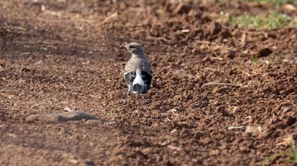 Aksırtlı kuyrukkakan