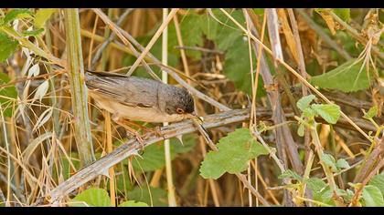 Pembegöğüslü ötleğen