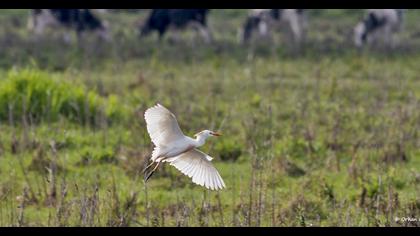 Sığır balıkçılı