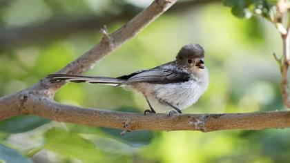 Uzunkuyruklu baştankara