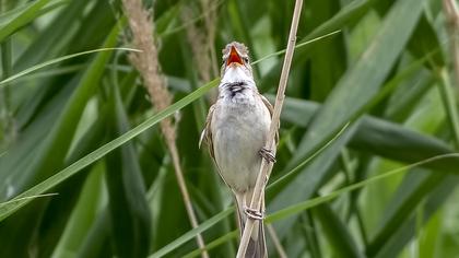 Büyük kamışçın