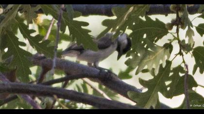Akyanaklı baştankara