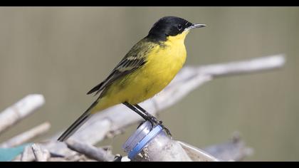 Sarı kuyruksallayan