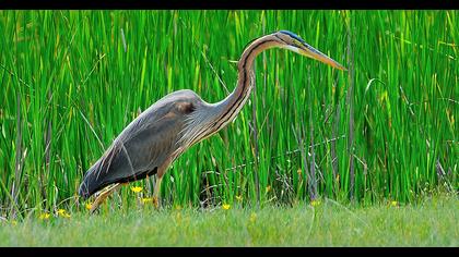 Erguvani balıkçıl