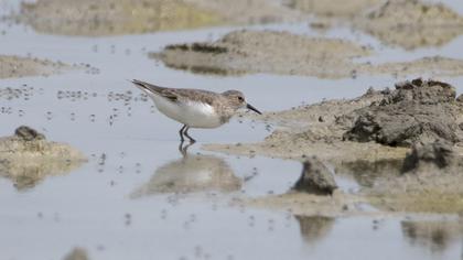 Sarıbacaklı kumkuşu