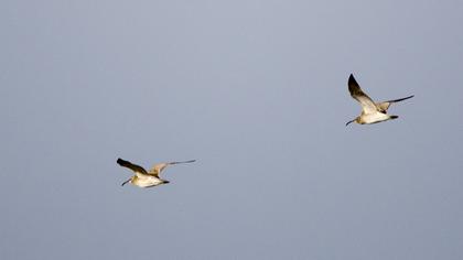 Sürmeli kervançulluğu