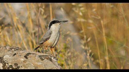 Büyük kaya sıvacısı