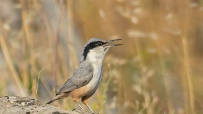 Büyük kaya sıvacısı