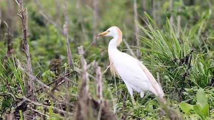 Sığır balıkçılı