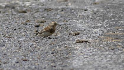 Sarıgagalı ketenkuşu