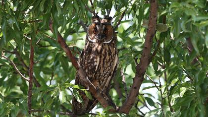 Kulaklı orman baykuşu