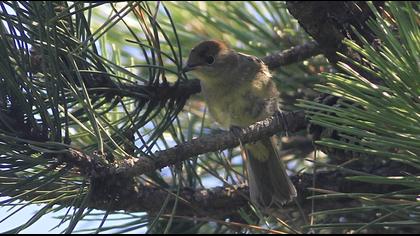Karabaşlı ötleğen