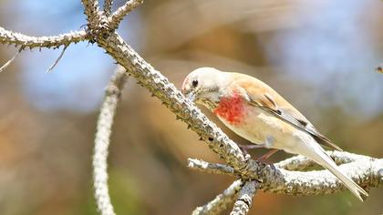 Common Linnet