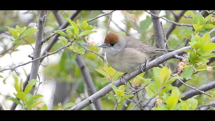Karabaşlı ötleğen