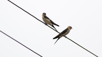 Kızıl kırlangıç