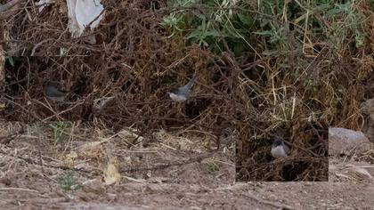 Pembegöğüslü ötleğen