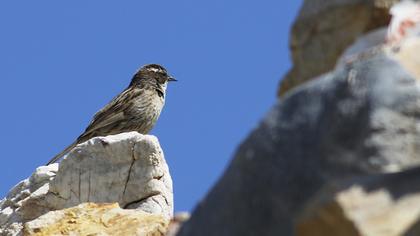Sürmeli dağbülbülü
