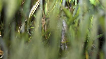 Bıldırcınkılavuzu