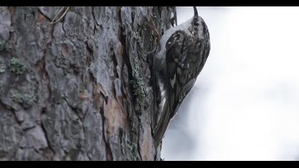 Orman tırmaşıkkuşu