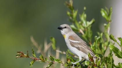 Yellow-throated Sparrow