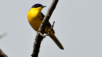 Sarı kuyruksallayan