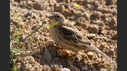 Rock Sparrow