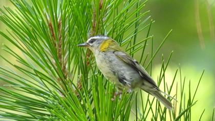 Sürmeli çalıkuşu