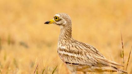 Eurasian Stone-curlew