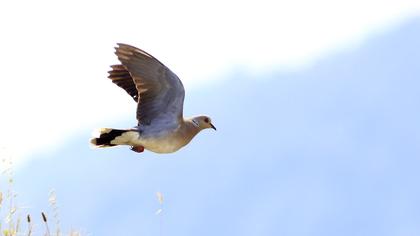 European Turtle Dove