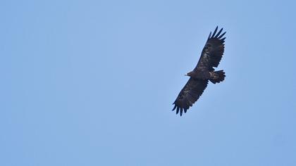 Küçük orman kartalı