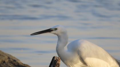 Küçük ak balıkçıl