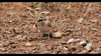 Küçük boğmaklı toygar