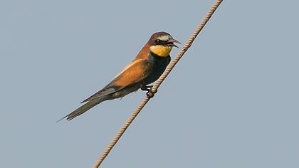 European Bee-eater