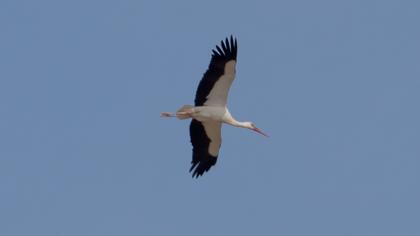 White Stork