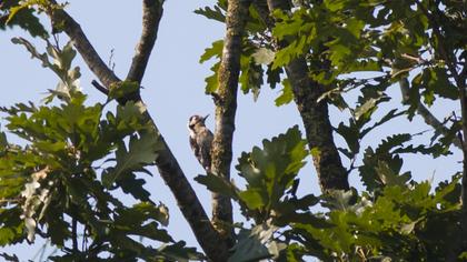 Küçük ağaçkakan