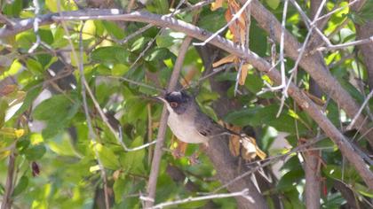 Pembegöğüslü ötleğen