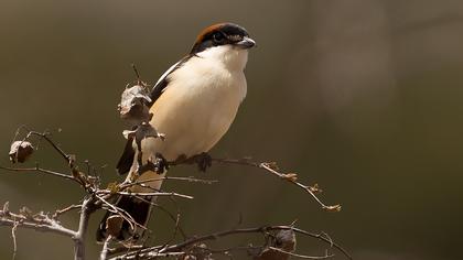 Kızılbaşlı örümcekkuşu