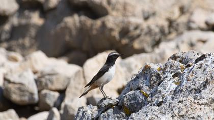 Kızılca kuyrukkakan