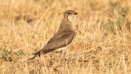 Bataklıkkırlangıcı