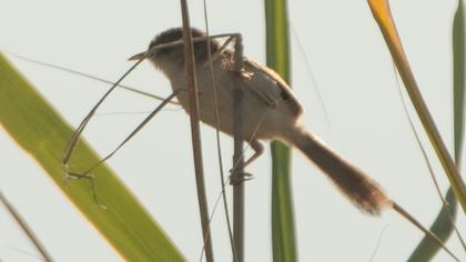 Dikkuyruklu ötleğen